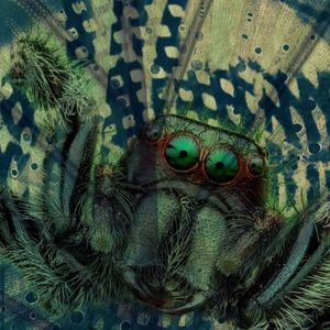 Spider-1- 12” x 12” archival fine art signed prints. Limited